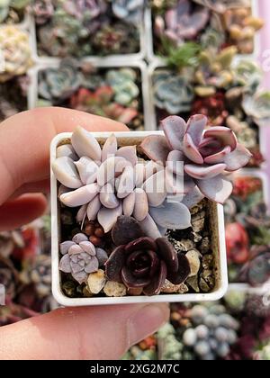 Gros plan sur différents ensembles echeveria. Succulent Echeveria Plant Flower Rosette sur fond de verdure fleurie, vue de dessus Banque D'Images