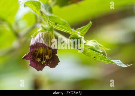 Mortelle de nuit (Atropa Belladonna) gros plan de fleur violette en forme de cloche sur la plante toxique ou toxique, Angleterre, Royaume-Uni Banque D'Images