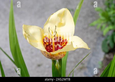 Fleur de tigre de paon (Tigridia pavonia) dans le jardin exotique du RHS Garden Wisley en juillet ou en été, Surrey, Angleterre, Royaume-Uni Banque D'Images