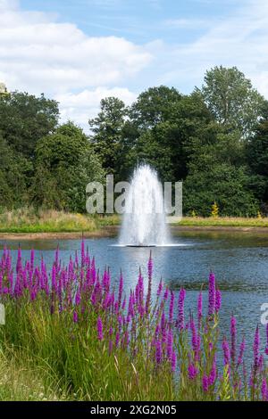 Fontaine dans Clear Lake au RHS Wisley Garden, Surrey, Angleterre, Royaume-Uni, pendant l'été, avec des fleurs de loosestrife violettes Banque D'Images