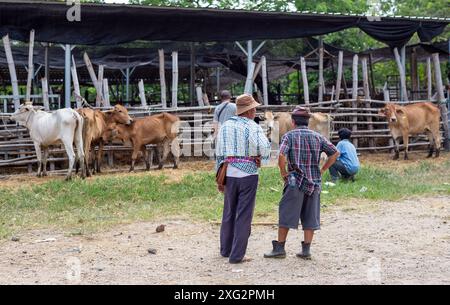 Les négociants de bétail sont vus effectuer des transactions au 'marché de la vache' (Kad Wua) à Chiang mai, un marché local renommé à Chiang mai, particulièrement connu pour le commerce du bétail, des buffles et d'autres animaux d'élevage. En outre, ce marché est un lieu de rassemblement pour les habitants et les touristes intéressés par la culture et le style de vie du nord de la Thaïlande. Le « marché aux vaches » (Kad Wua) du district de San Pa Tong, à Chiang mai, est l'un des marchés les plus importants et les plus anciens du nord de la Thaïlande pour l'achat et la vente de vaches, buffles et autres animaux. Il est bien connu parmi les habitants et les agriculteurs qui viennent échanger du bétail pour l'agriculture Banque D'Images