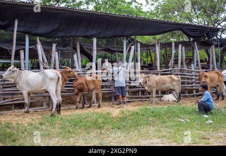 Les négociants de bétail sont vus effectuer des transactions au 'marché de la vache' (Kad Wua) à Chiang mai, un marché local renommé à Chiang mai, particulièrement connu pour le commerce du bétail, des buffles et d'autres animaux d'élevage. En outre, ce marché est un lieu de rassemblement pour les habitants et les touristes intéressés par la culture et le style de vie du nord de la Thaïlande. Le « marché aux vaches » (Kad Wua) du district de San Pa Tong, à Chiang mai, est l'un des marchés les plus importants et les plus anciens du nord de la Thaïlande pour l'achat et la vente de vaches, buffles et autres animaux. Il est bien connu parmi les habitants et les agriculteurs qui viennent échanger du bétail pour l'agriculture Banque D'Images