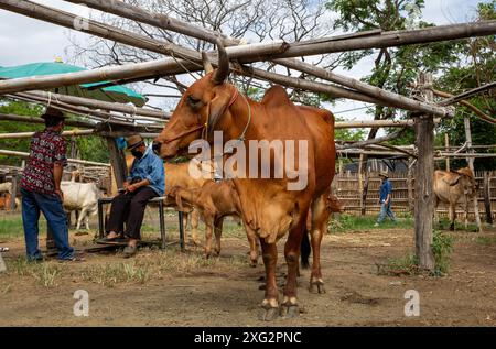 Les vaches qui sont attachées en attendant d'être vendues au 'marché aux vaches' (Kad Wua) à Chiang mai, un marché local renommé à Chiang mai, particulièrement connu pour le commerce de bétail, buffles et autres animaux d'élevage. En outre, ce marché est un lieu de rassemblement pour les habitants et les touristes intéressés par la culture et le style de vie du nord de la Thaïlande. Le « marché aux vaches » (Kad Wua) du district de San Pa Tong, à Chiang mai, est l'un des marchés les plus importants et les plus anciens du nord de la Thaïlande pour l'achat et la vente de vaches, buffles et autres animaux. Il est bien connu parmi les habitants et les agriculteurs qui viennent échanger du bétail pour agricultura Banque D'Images