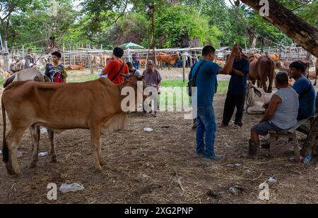 Les négociants de bétail sont vus effectuer des transactions au 'marché de la vache' (Kad Wua) à Chiang mai, un marché local renommé à Chiang mai, particulièrement connu pour le commerce du bétail, des buffles et d'autres animaux d'élevage. En outre, ce marché est un lieu de rassemblement pour les habitants et les touristes intéressés par la culture et le style de vie du nord de la Thaïlande. Le « marché aux vaches » (Kad Wua) du district de San Pa Tong, à Chiang mai, est l'un des marchés les plus importants et les plus anciens du nord de la Thaïlande pour l'achat et la vente de vaches, buffles et autres animaux. Il est bien connu parmi les habitants et les agriculteurs qui viennent échanger du bétail pour l'agriculture Banque D'Images