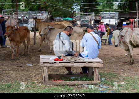 Les négociants de bétail sont vus effectuer des transactions au 'marché de la vache' (Kad Wua) à Chiang mai, un marché local renommé à Chiang mai, particulièrement connu pour le commerce du bétail, des buffles et d'autres animaux d'élevage. En outre, ce marché est un lieu de rassemblement pour les habitants et les touristes intéressés par la culture et le style de vie du nord de la Thaïlande. Le « marché aux vaches » (Kad Wua) du district de San Pa Tong, à Chiang mai, est l'un des marchés les plus importants et les plus anciens du nord de la Thaïlande pour l'achat et la vente de vaches, buffles et autres animaux. Il est bien connu parmi les habitants et les agriculteurs qui viennent échanger du bétail pour l'agriculture Banque D'Images