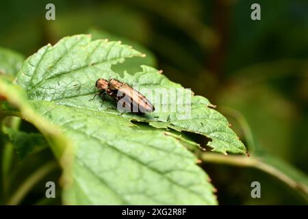 Agrilus planipennis - agrile du frêne émeraude. Photo de haute qualité Banque D'Images