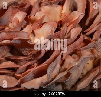 Champignons corail roses grands et prêts à choisir dans une image qui peut être utilisée pour des arrière-plans ou une texture différente. Banque D'Images
