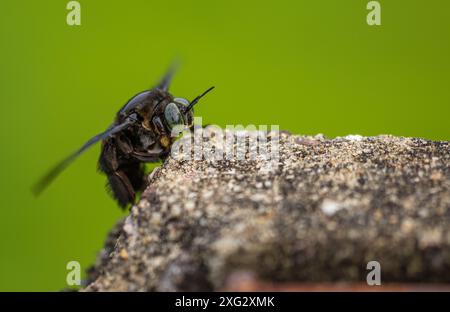 Hyménoptère, abeille charpentier à corps large Banque D'Images