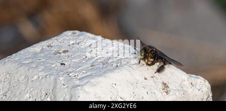 Hyménoptère, abeille charpentier à corps large Banque D'Images