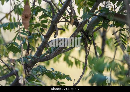 Black Mamba dans le Bush Zimbabwe. Banque D'Images