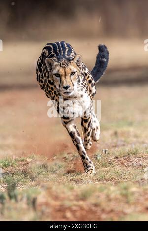 Courir King Cheetah Afrique du Sud. Banque D'Images