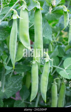 Gousses de pois verts sur un pois plantes dans un jardin. Nourriture saine. Banque D'Images