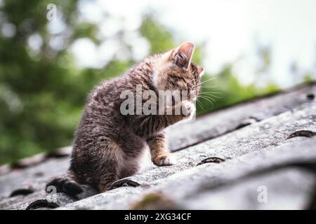 Beau chaton abandonné vivant dans un bidonville en ruine regardant la caméra curieusement. Les petits chatons sans-abri avec des couleurs rayées s'assoient sur un jour de soleil sur le toit Banque D'Images