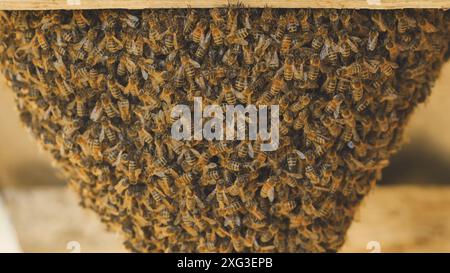 Une ruche d'abeilles sauvages se sont attachées à la grange. Banque D'Images