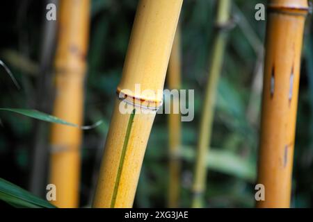 Gros plan d'énormes tiges jaunes de bambou avec des feuilles. Fond Zen Banque D'Images