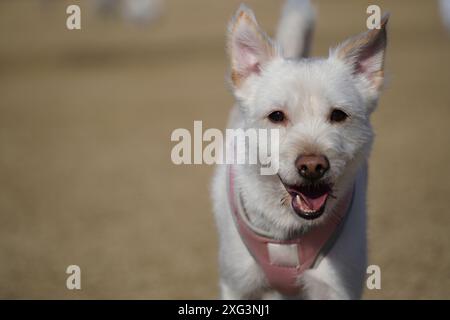 Gros plan du visage d'un chien de race mixte avec une fourrure blanche Banque D'Images