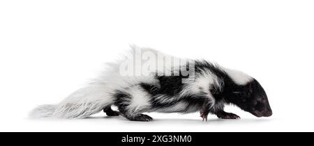 Noir et blanc Baby Skunk chemins de marche côté. La tête en bas en regardant renifler le sol. Isolé sur un fond blanc. Banque D'Images