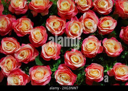 Plein de roses colorées dans un parterre de fleurs Banque D'Images