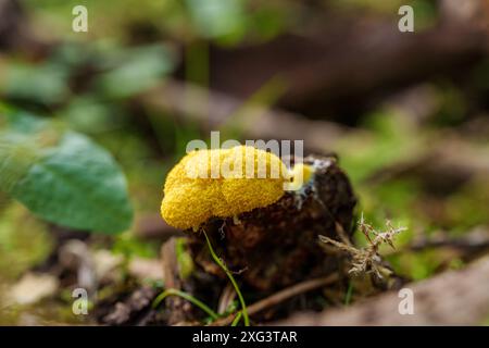 Une photo macro capture la moisissure jaune dans une forêt avec de la mousse, des brindilles et des feuilles, mettant en évidence la biodiversité des écosystèmes Banque D'Images