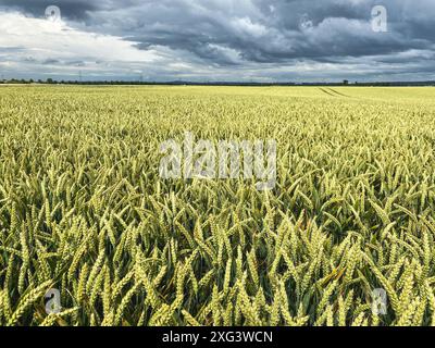 Champs agricoles alimentaires allemands champ de maïs vert et nuages de tempête ciel en Rhénanie du Nord-Westphalie Banque D'Images