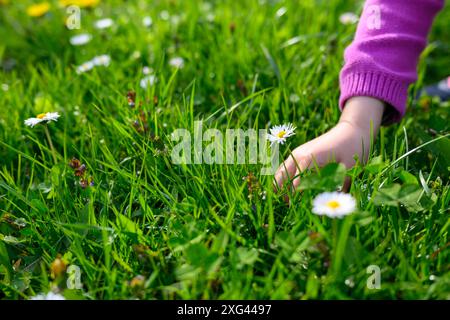 Une petite fille cueillant une Marguerite. Banque D'Images