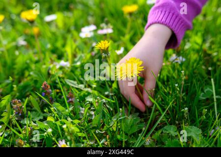 Une petite fille cueillant un pissenlit. Banque D'Images