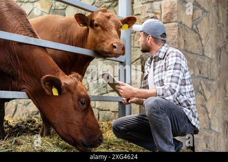 Un ouvrier d'élevage ou un vétérinaire examinant les vaches dans l'étable. Vache brune regardant fermier. Banque D'Images