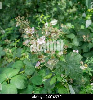 Gros plan de fleurs de mûre rose et de fruits verts Banque D'Images