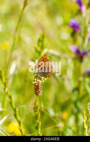 Scooty Copper papillon Lycaena dans la campagne espagnole Banque D'Images