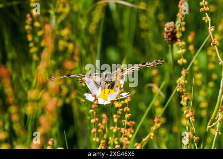 Papillon espagnol Feston Zerynthia rumina dans la campagne espagnole à Riaza centre de l'Espagne Banque D'Images