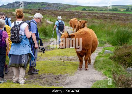 Groupe de marcheurs marchant à travers un troupeau de bétail des Highlands dans le pic anglais, district étant utilisé pour le pâturage contrôlé sur la lande Banque D'Images