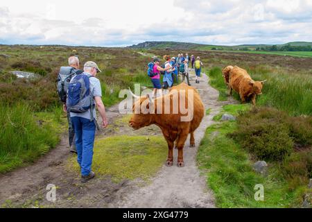 Groupe de marcheurs marchant à travers un troupeau de bétail des Highlands dans le pic anglais, district étant utilisé pour le pâturage contrôlé sur la lande Banque D'Images