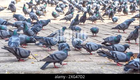 de nombreux pigeons se nourrissent dans la rue Banque D'Images