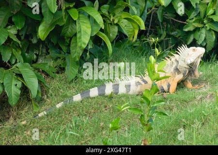 Un grand iguane se prélassant au soleil, camouflé contre le feuillage vert luxuriant et l'herbe. Banque D'Images