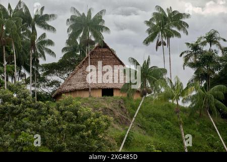 Refuge traditionnel amazonien entouré de palmiers dans la forêt tropicale Banque D'Images