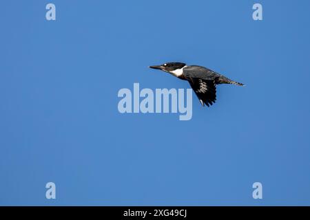 Ceinture Kingfisher (Megaceryle alcyon) femelle, volant à travers un ciel bleu avec espace de copie, horizontal Banque D'Images