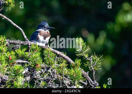 Femelle Kingfisher (Megaceryle alcyon), perchée sur une branche de pin en été, horizontale Banque D'Images