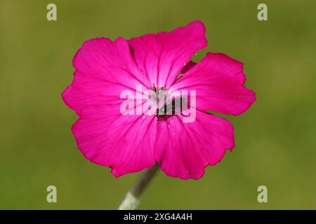 Gros plan sur la fleur de campion rose (Silene coronaria), Platycheirus cyaneus, famille des Syrphidae Banque D'Images