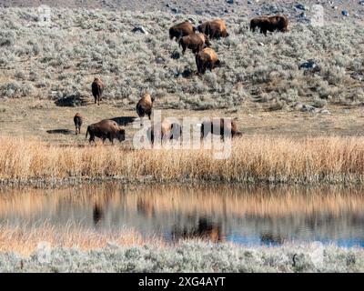 Les bisons sont des bovins massifs et incroyablement puissants qui ont presque été forcés à l'extinction en raison de pratiques de chasse cruelles et impardonnables Banque D'Images