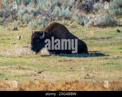 Les bisons sont des bovins massifs et incroyablement puissants qui ont presque été forcés à l'extinction en raison de pratiques de chasse cruelles et impardonnables Banque D'Images