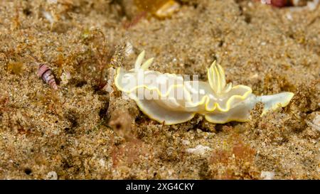 Mozambique, Maputo, Ponta do Ouro, nudibranche, limace de mer Banque D'Images