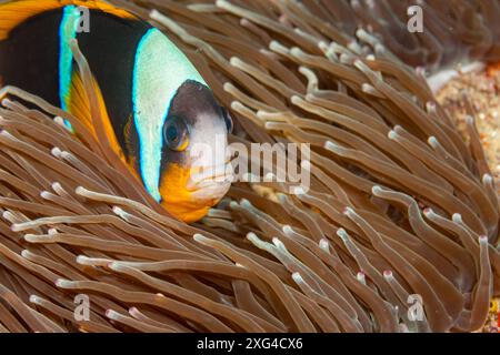 Mozambique, Maputo, Ponta do Ouro, poisson-clown d'Allard (Amphiprion allardi), Anemonefish d'Allard, Anemonefish de Twobar Banque D'Images