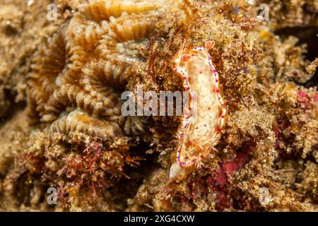 Mozambique, Maputo, Ponta do Ouro, nudibranche, limace de mer Banque D'Images