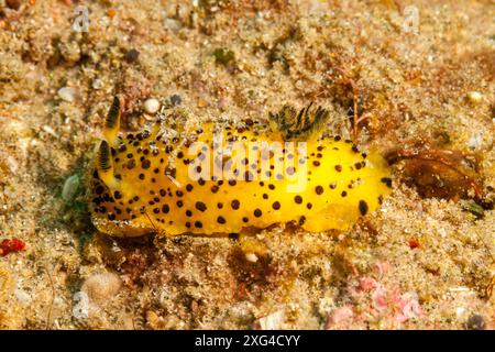 Mozambique, Maputo, Ponta do Ouro, nudibranche, limace de mer Banque D'Images