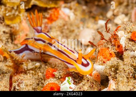 Mozambique, Maputo, Ponta do Ouro, nudibranche, limace de mer Banque D'Images