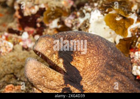 Mozambique, Maputo, Ponta do Ouro, Moray à joue noire (Gymnothorax breedeni) Banque D'Images