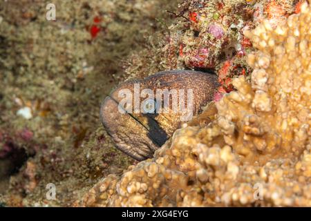 Mozambique, Maputo, Ponta do Ouro, Moray à joue noire (Gymnothorax breedeni) Banque D'Images