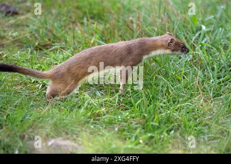 Hermelin Hermelin Großes Wiesel *** hermine Stoat Grande belette Banque D'Images