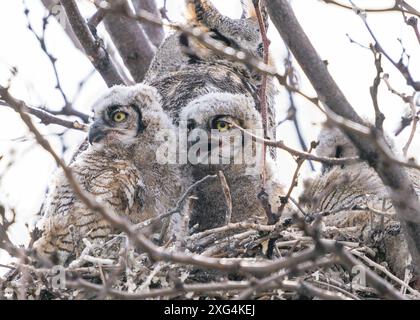 Un gros plan portrait de deux poussins ou owlets de la chouette à cornes en alerte dans leur nid. Banque D'Images