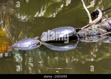 Paire de tortues molles épineuses qui prennent le soleil sur une bûche Banque D'Images